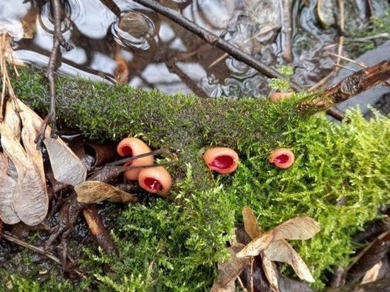     Фото: ВКонтакте / Курские грибники, грибы, ягоды / Екатерина Мосолова