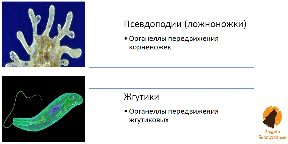 Наиболее часто встречающиеся простейшие, передающиеся с пищевыми продуктами