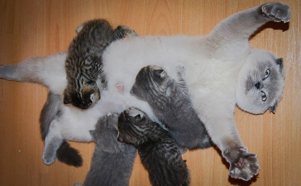  Мы Так Рады Видеть Наших Новых Котят.