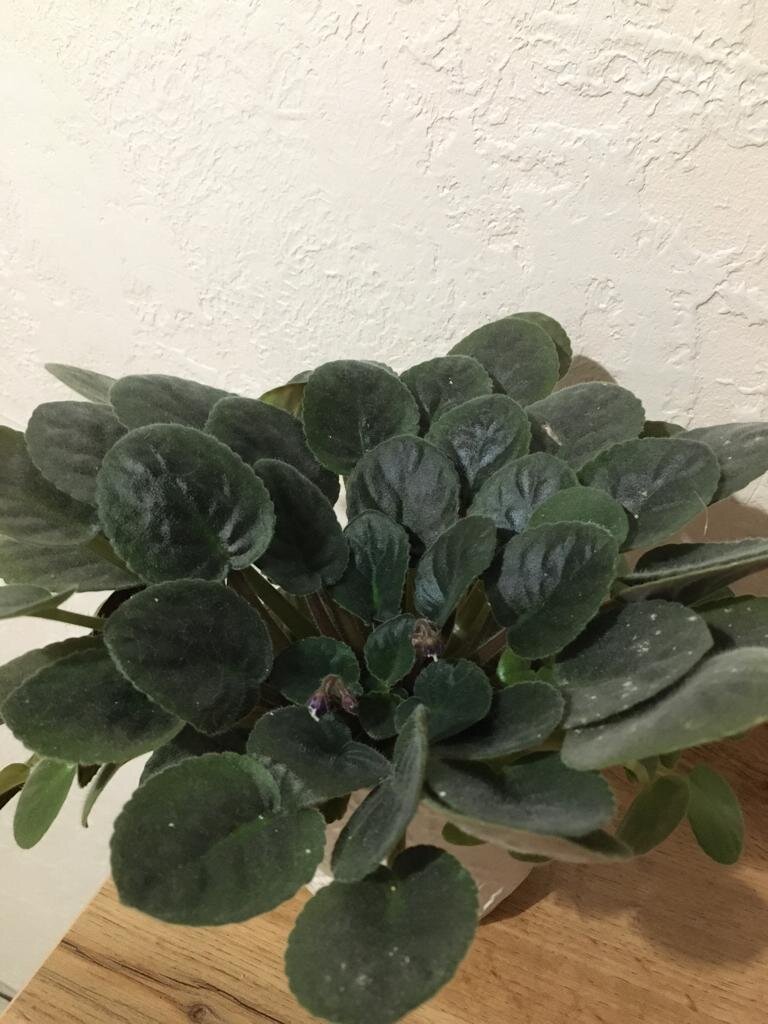 Сенполии (фиалки)