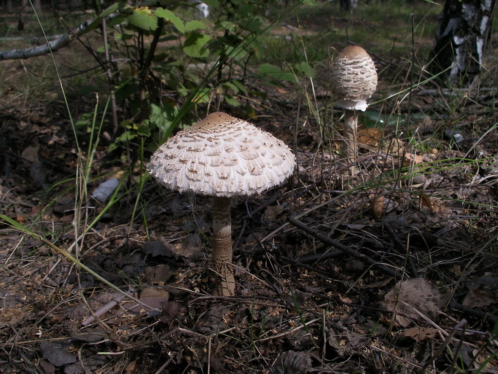 Нет, пёстрый зонтик мухомору не близок (фото Сергея Ткаченко)