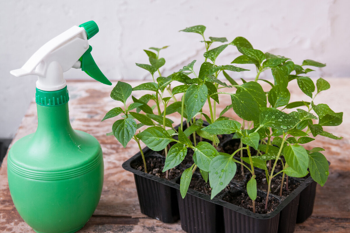    Какие препараты нужны для ухода за рассадой?