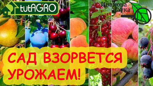 ОТ ЭТОЙ ПОДКОРМКИ САД ВЗОРВЕТСЯ УРОЖАЕМ! Хватит и 1 раза в 2-3 года! Вишни, черешни, яблони, груши, земляника... ВСЕ деревья и кустарники!