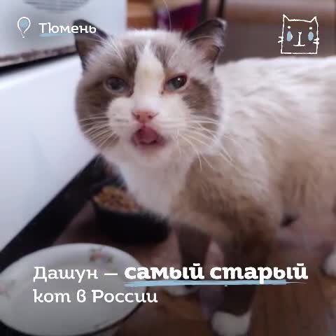 Дашун по праву носит звание самого пожилого кота России, ведь старичку уже 26 лет