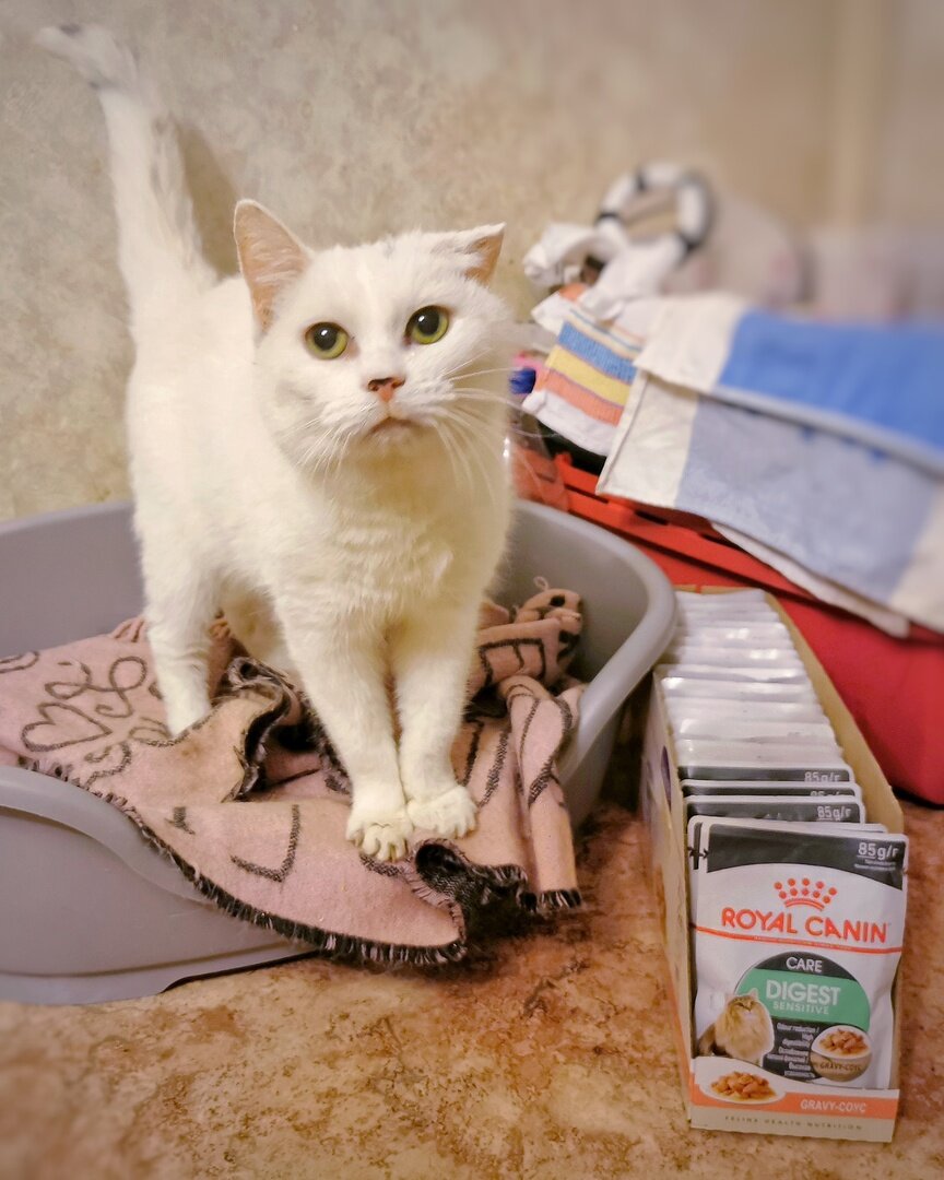© ВСЕ ОТТЕНКИ КОШАЧЬЕГО. Наши которебята сердечно благодарят за пополнение запаса самых вкусных и полезных кормов! 🙏🏻🙏🏻💖Подарок от Александра (заказ №128701). 🎁