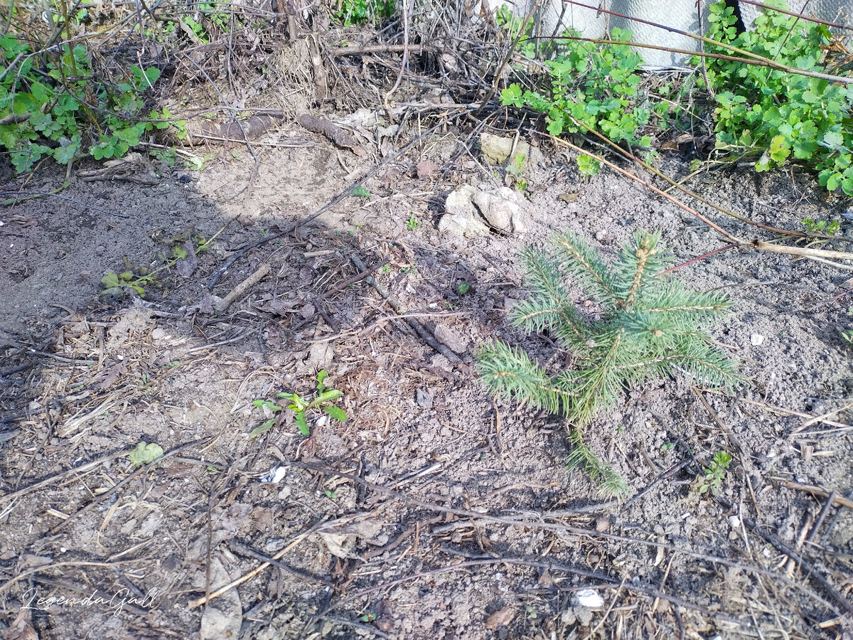 Крымские елочки прижились и перезимовали. Как бы не затоптать....