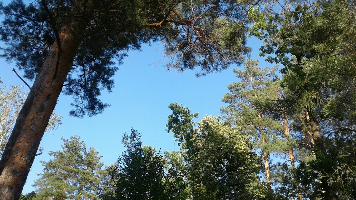 2.07.2022. Лесной ободок - и весь мой.