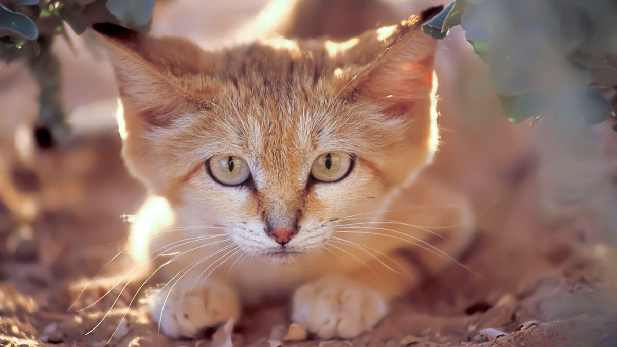 10 красивейших диких кошек, о которых вы даже не слышали | Питомцы Mail.ru  | Дзен