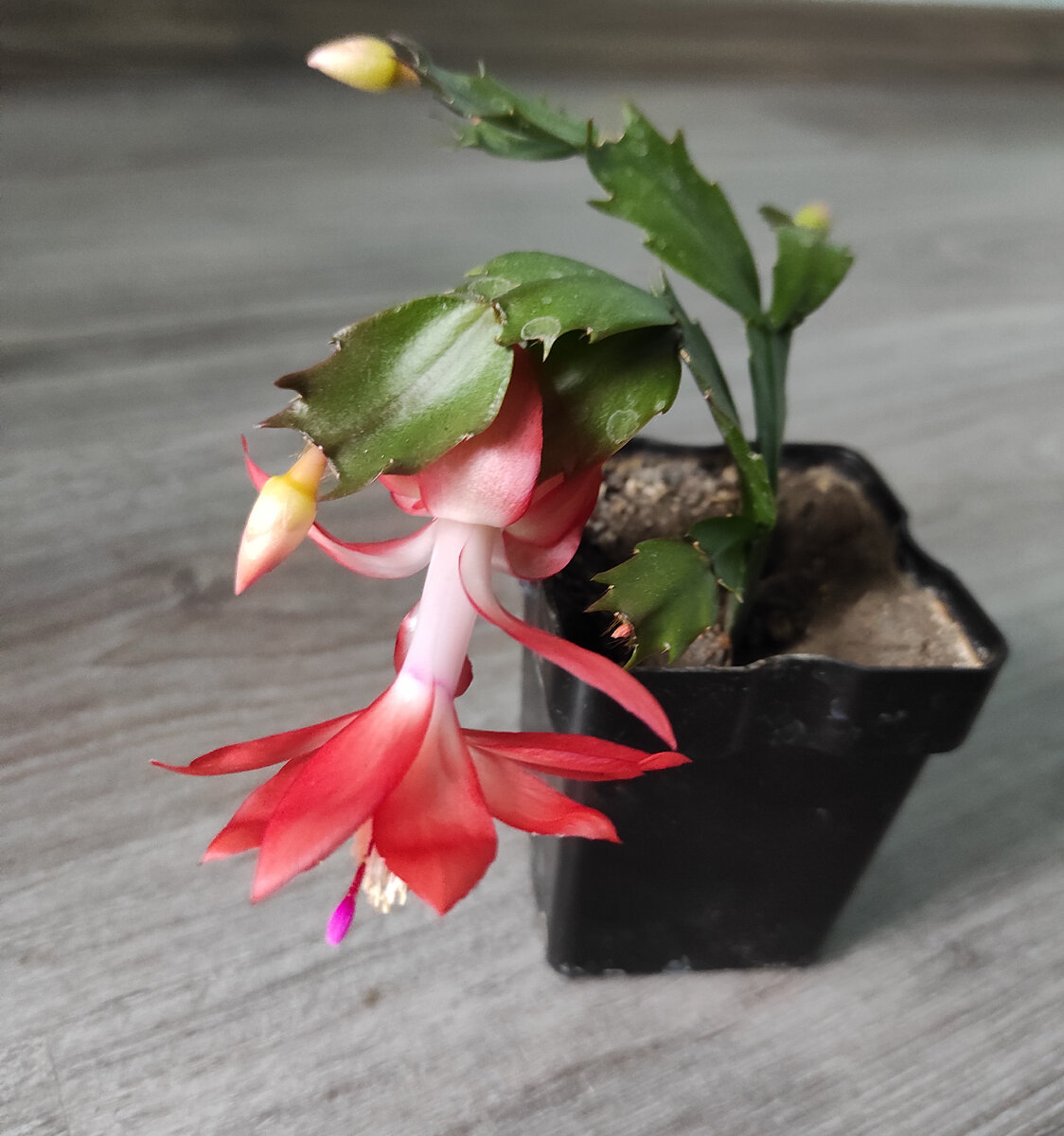 Зигокактус усеченный - Zygocactus truncatus