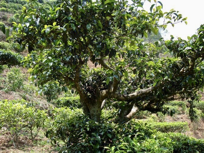 Чайное дерево