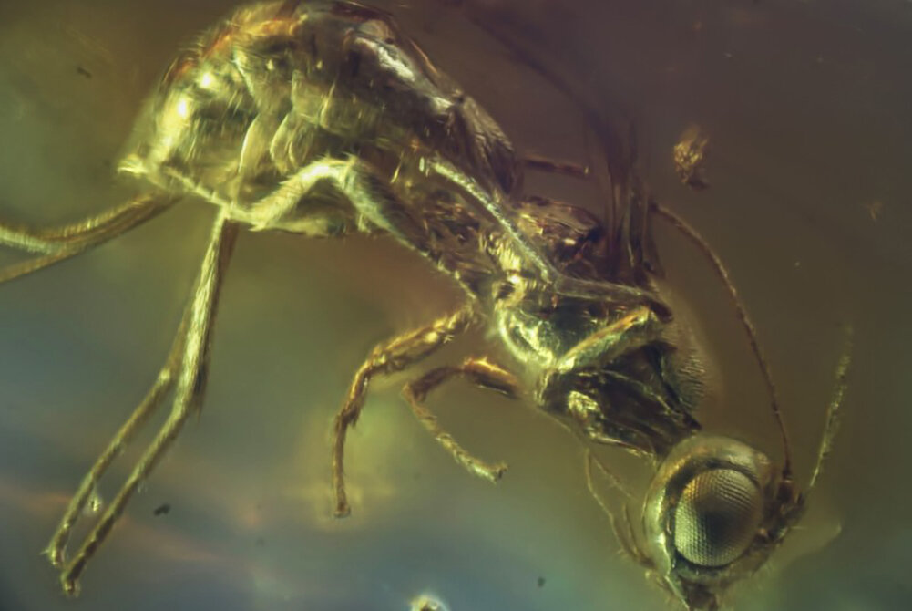     Фото: Пресс-служба Музея янтаря