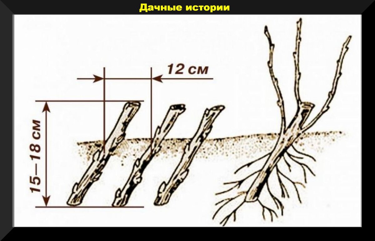 Формировка алычи Кубанская Комета. Размножение смородины одревесневшими черенками. Схема размножения одревесневшими черенками. Размножение одревесневшими черенками осенью. Посадка смородины осенью