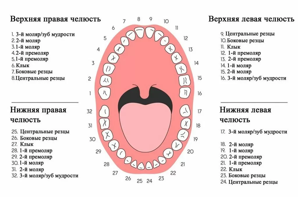 Как считают зубы стоматологи схема с номерами у взрослых