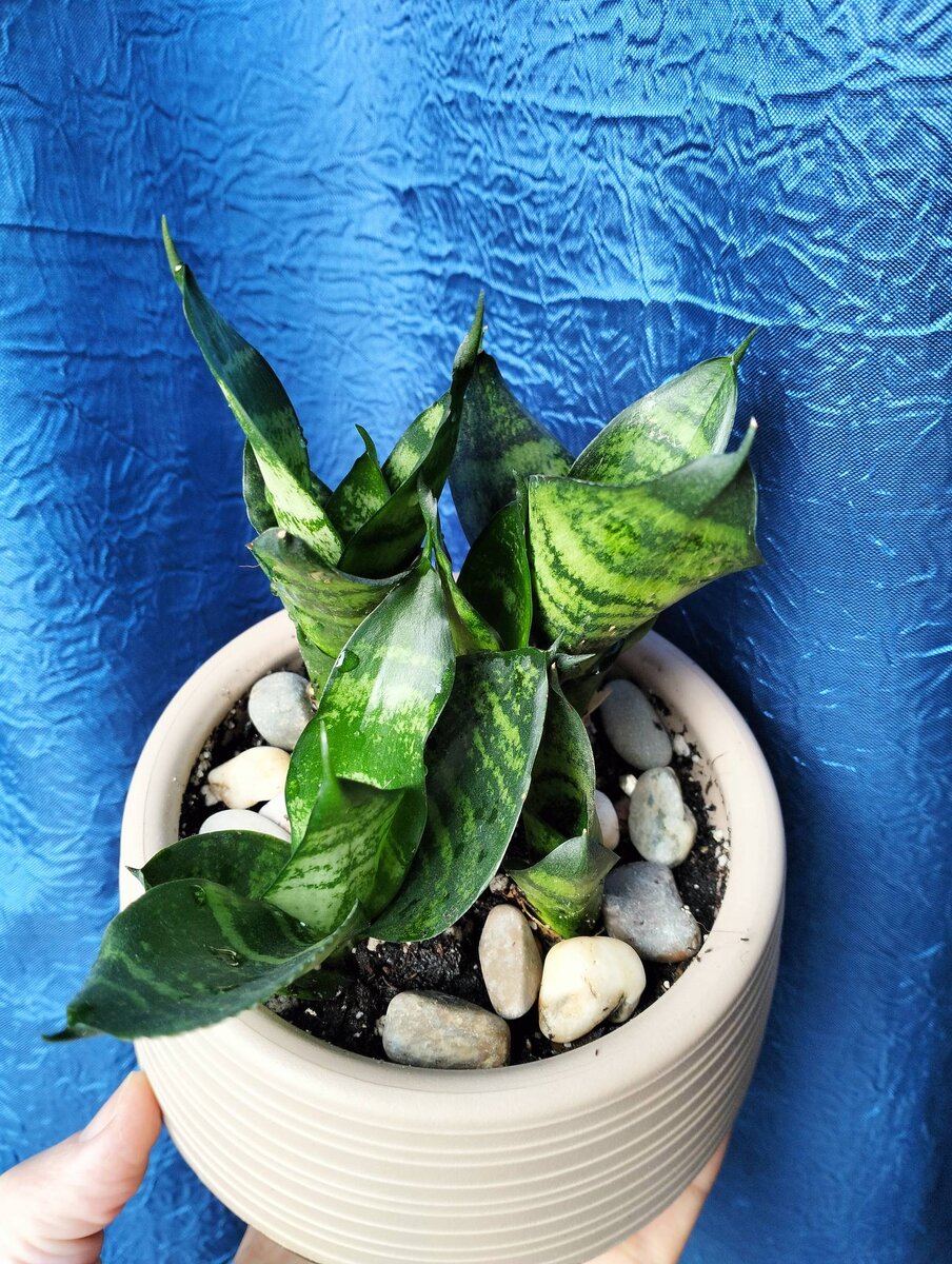 Фото автора. Буквально вчера сфотографировала. В пластиковом горшочке (0,25 л) разместились четыре малышки - молоденькие розеточки Сансевиерии Ханни...