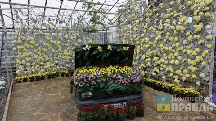 Бал хризантем в волжской оранжерее ботсада📷     Волгоградский региональный ботанический сад отмечает 20-летний юбилей
