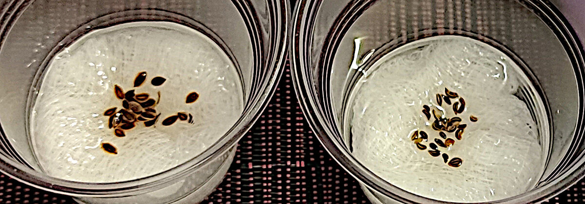 Семене укропа да петрушки