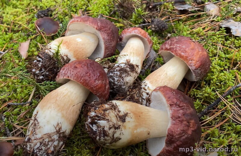 Грибы на траве