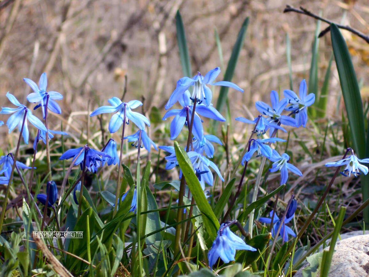 Пролеска двулистная