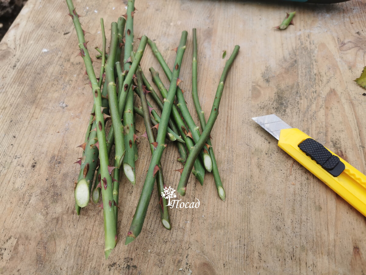 Третье ноября... Меня обуяла жажда черенкования...