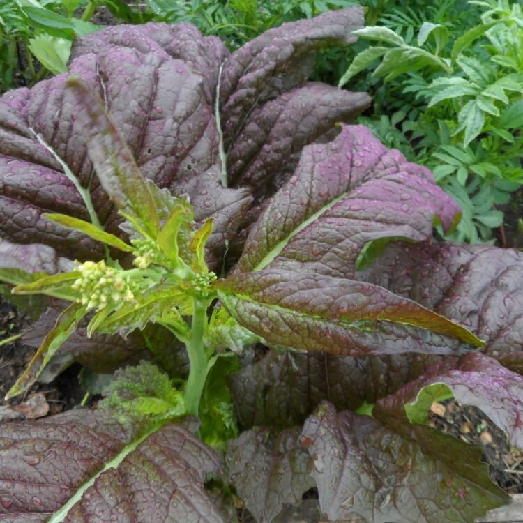 Салатная, листовая горчица, сорт "Русский размер" http://скороспелка.рф/product/127/