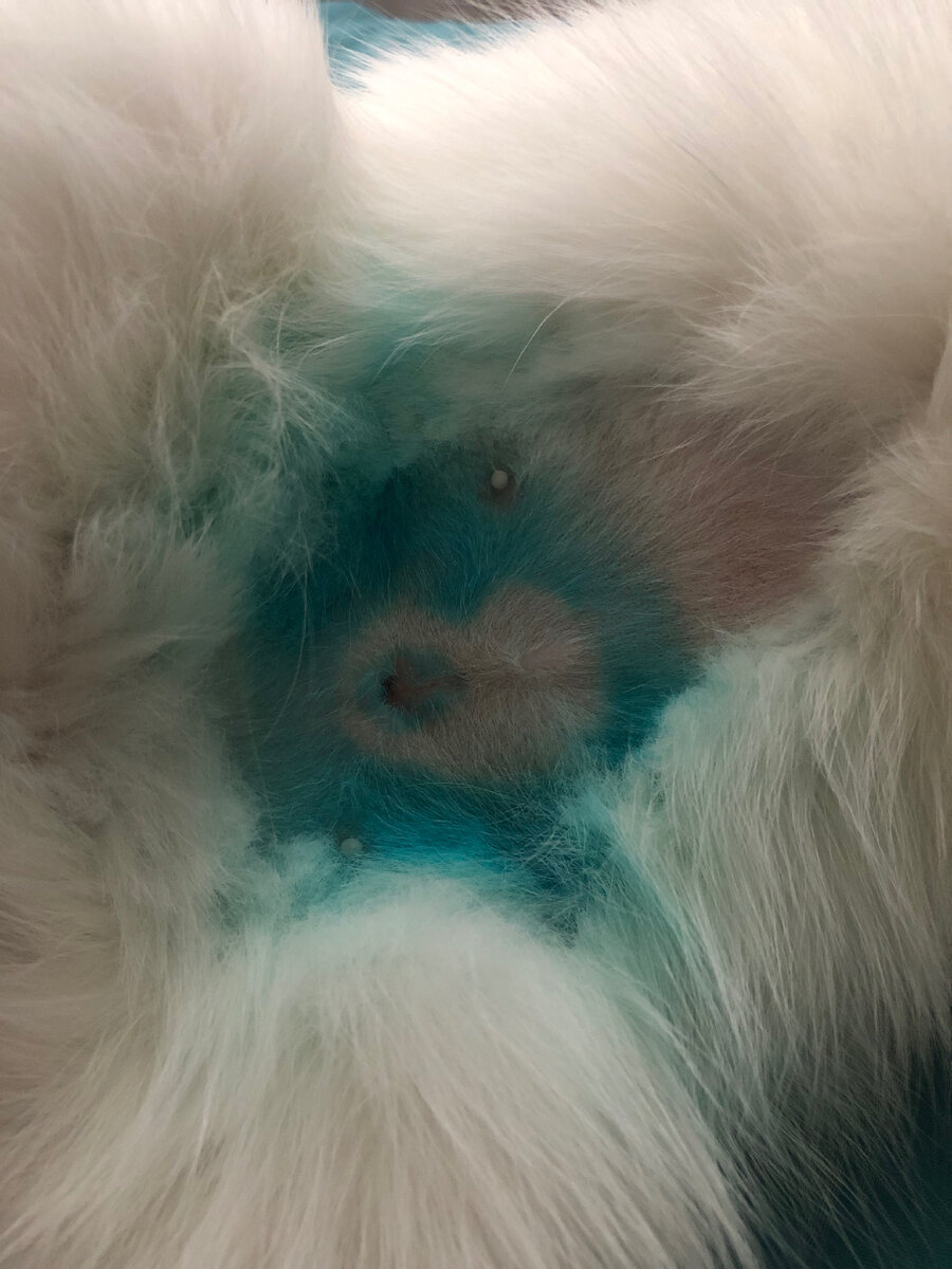 Наше пузико сейчас выглядит вот так @busy_kis