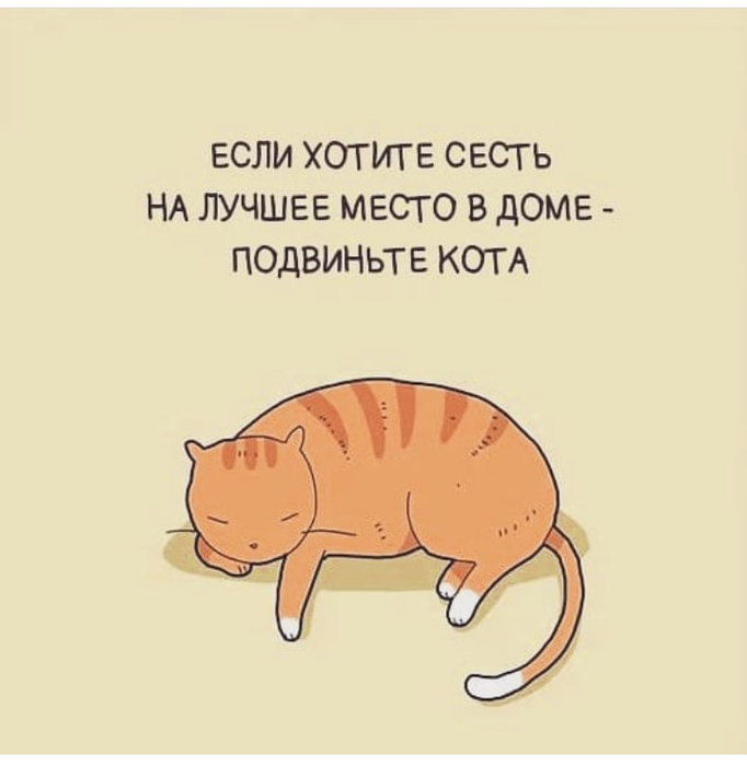 Цитаты про котиков