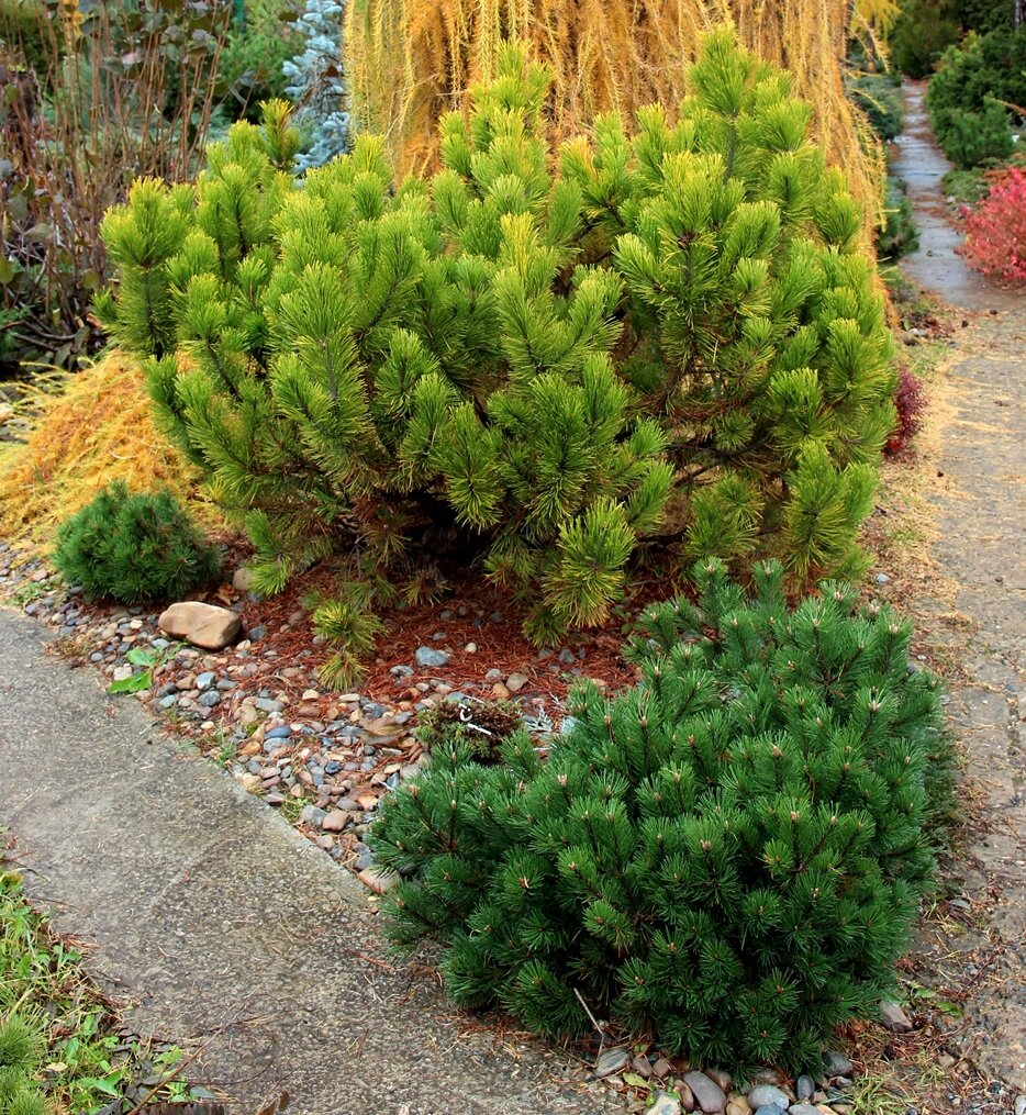 Как эти размерные классы выглядят в реальности? Вот так. В поле зрения три растения с 10-летними прививками. Желтое на заднем плане – среднерослый сорт ‘Golden Glow’, высота 100, ширина 150 см. Зеленое впереди справа – полукарликовый сорт ‘Fruktata’, высота 60, ширина 75 см. Слева возле камня – карликовый сорт ‘Almhutte’, высота 30, ширина 40 см.      