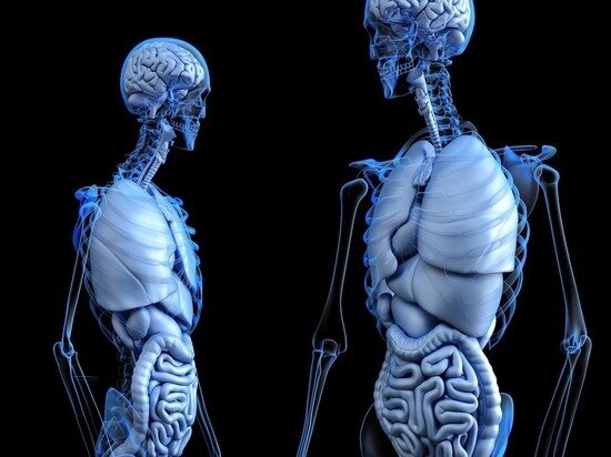     Желчь - жидкость, которая вырабатывается в печени. Она помогает переваривать пищу. Фото: pixabay.com