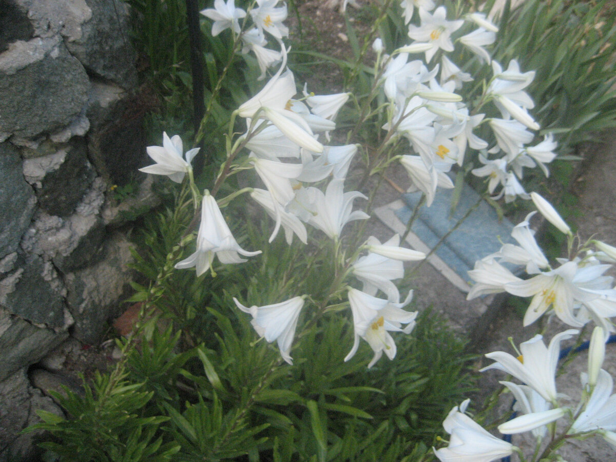 Наша красавица