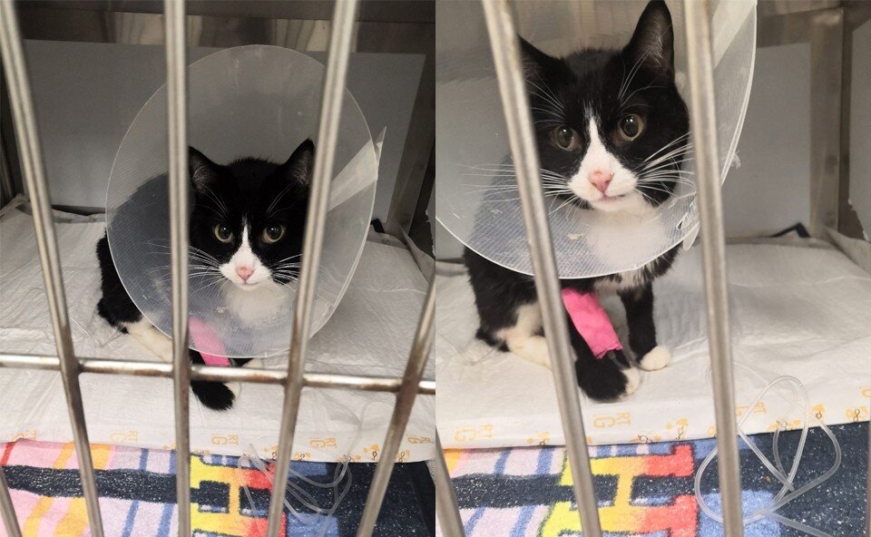     Фото: ВКонтакте "Кошкин дом в Томске"/ Наталья Лес.