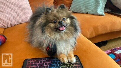    По словам хозяина, Фрэнки ведет стримы и любит, когда ему пишут добрые комментарии. Фото: PCMag