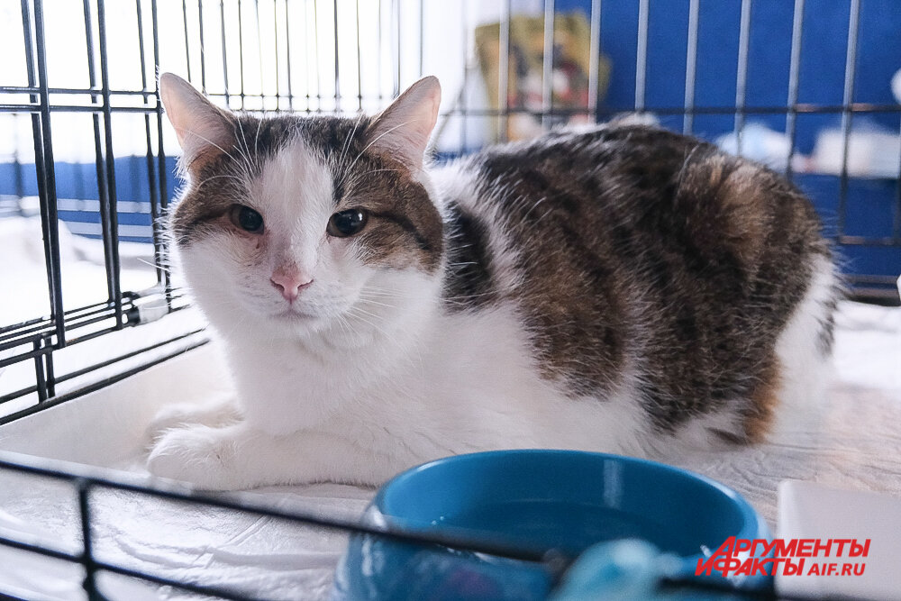    Фото:  АиФ/ Виктор Михалёв