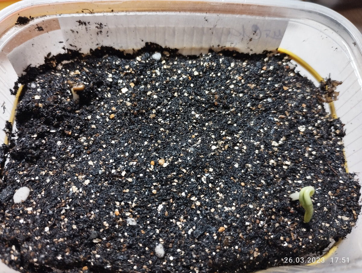 Всходы скорпионницы