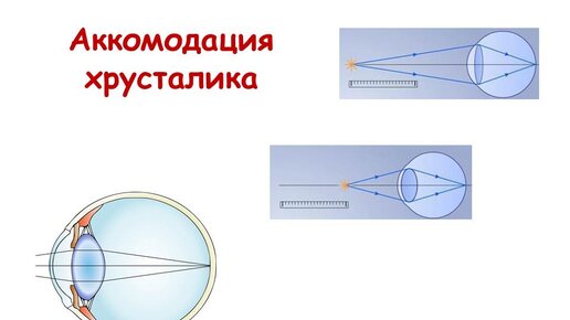 Аккомодация хрусталика