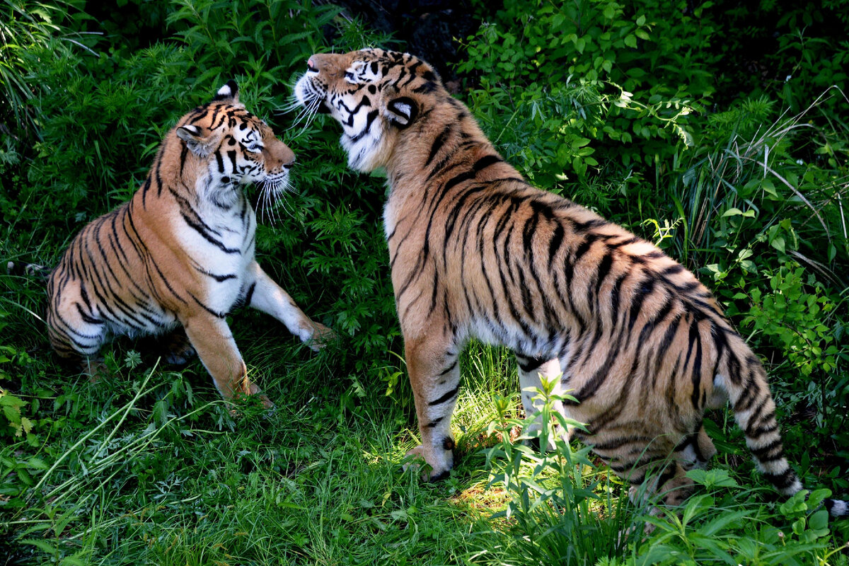 Тигр какое государство. Тигры любовь. Пара тигров. Международный день тигра. Страна тигров.