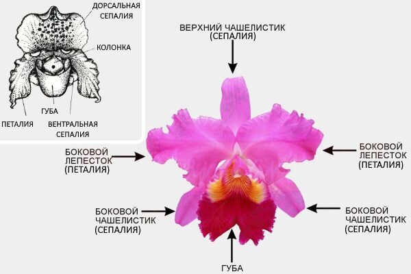 Фаленопсис температура