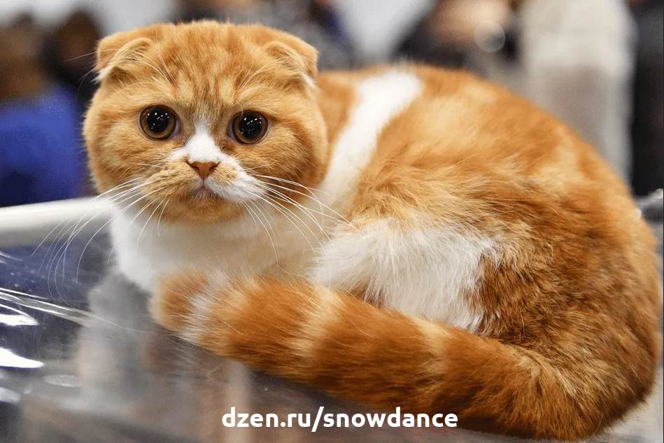 20 самых милых пород кошек, которые только существуют | КотоВедение | Дзен