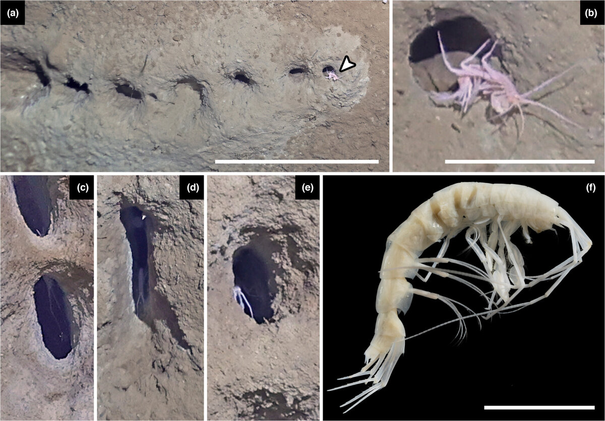   Julia D. Sigwart et al. / Ecology and Evolution, 2023