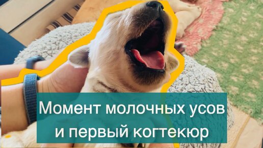 Момент молочных усов и первый когтекюр щенка.