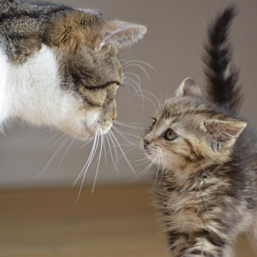 Котика дом 2. Разговор с кошкой. Кошачий разговор. Кошки беседуют. Коты общаются.