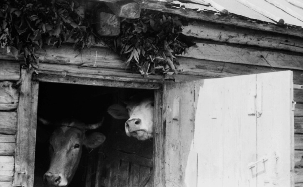 Смоленская область, Велижский район, деревня Шумилово