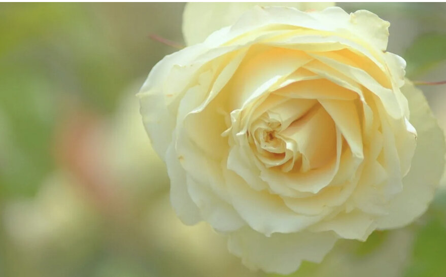 Фото из сети