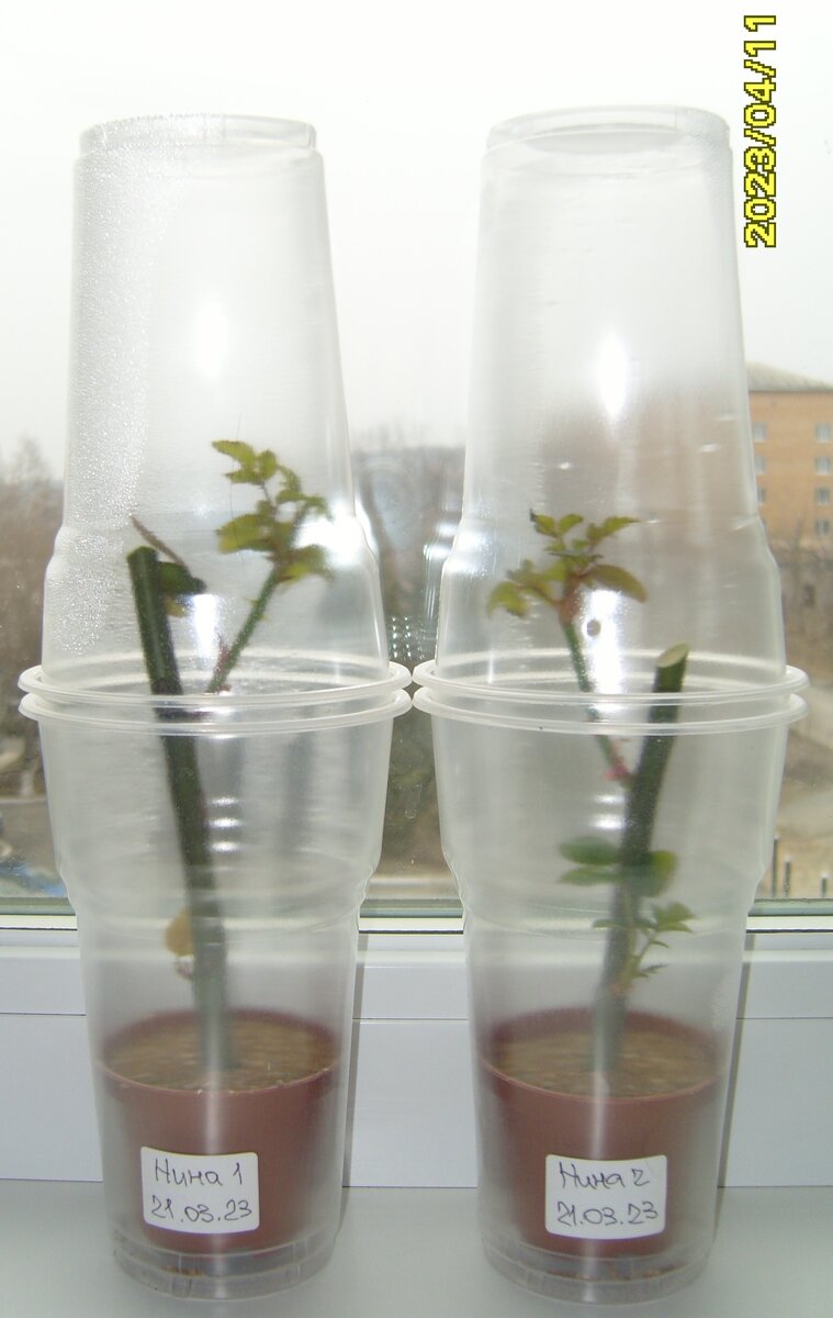 Два черенка розы Нина из нижней части стебля по состоянию на 11 апреля