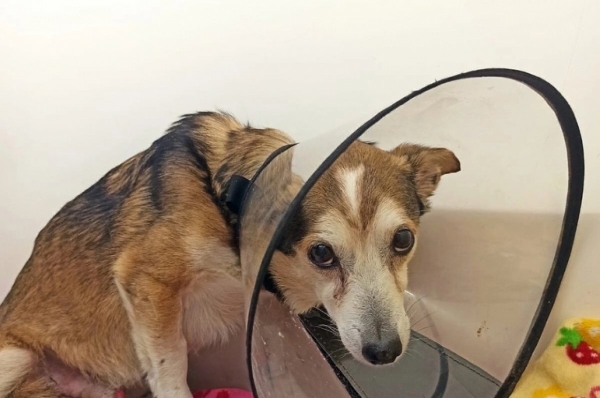    Волонтеры спасают собаку, которую в Твери сбили на пешеходном переходе