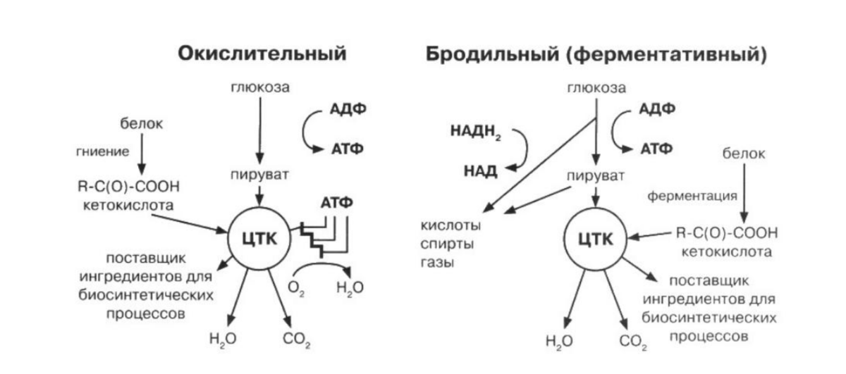 особенности обмена веществ бактерий микробиология. тип обмена веществ бактерий. особенности метоболищма ьактериц. типы энергетического метаболизма бактерий. способы получения энергии бактериями.