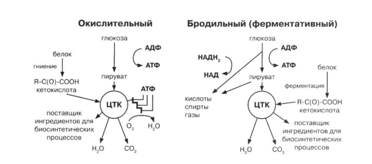 Химическое вещество микроорганизмов. Энергетический обмен у бактерий схема. Окислительный метаболизм бактерий. Схема метаболизма бактерий. Энергетический метаболизм бактерий окислительный.