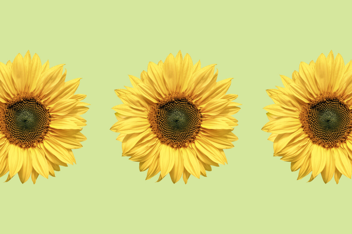     Проще простого: 7 неприхотливых цветов для начинающих садоводов