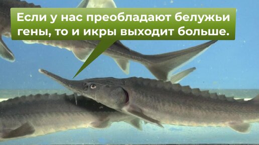Бестер: Гибрид белуги и стерляди от советских селекционеров. Он ...