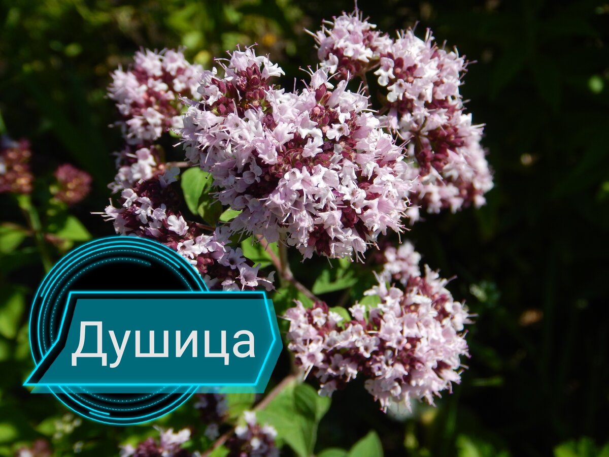 Коллаж автора