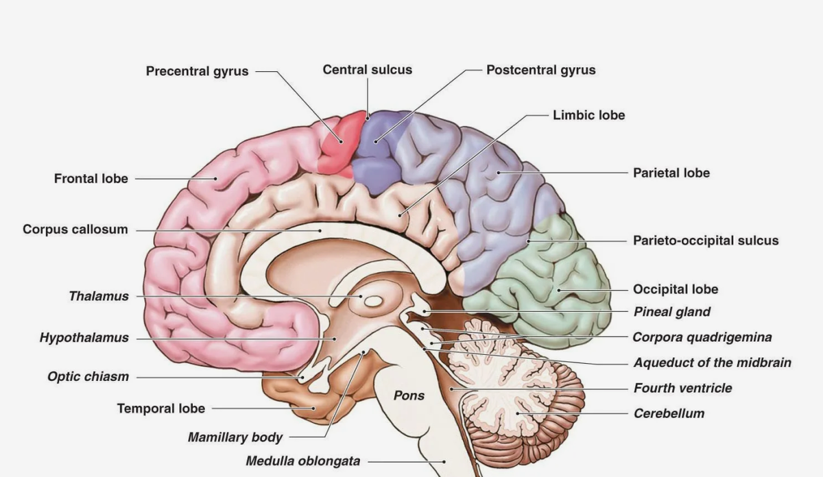 Cingulate sulcus. Головной мозг. Структуры головного мозга. Мозг анатомия.